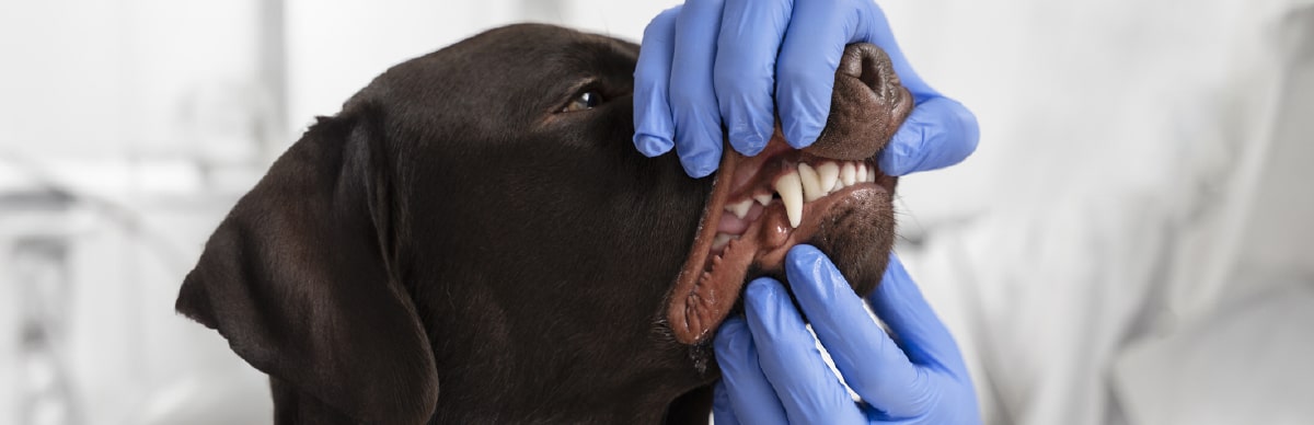 enfermedades dentales en perros